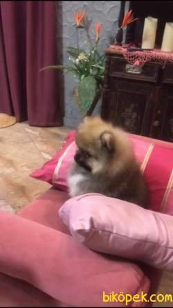 Pomeranian Boo 5