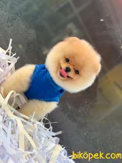 Pomeranian Boo 3
