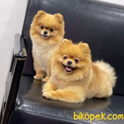 Pomeranian Boo 2