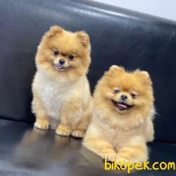Pomeranian Boo 4