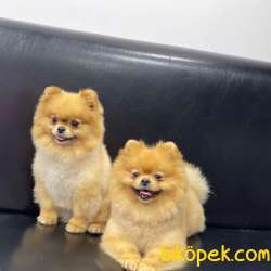 Pomeranian Boo 1