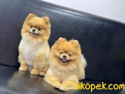 Pomeranian Boo 3