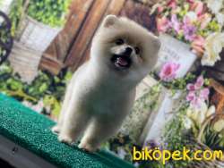 Pomeranianb 3