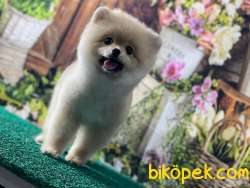 Pomeranianb 4