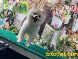 Pomeranianb 2
