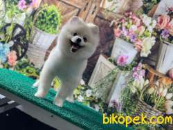 Pomeranianb 5