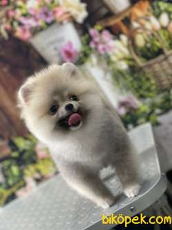 Pomeranian Boo 1