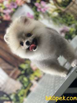 Pomeranian Boo 5