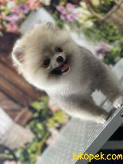 Pomeranian Boo 3