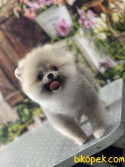 Pomeranian Boo 4