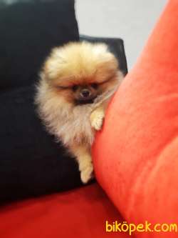 Pomeranian Boo 5