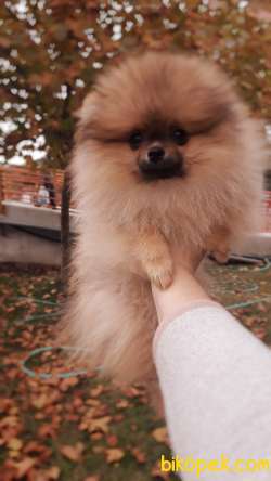 Pomeranian Boo 2