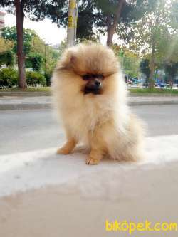 Pomeranian Boo 4