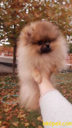 Pomeranian Boo 1