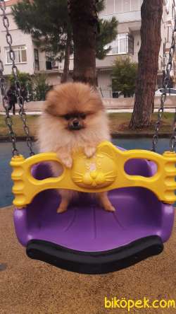 Pomeranian Boo 3
