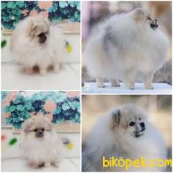 Pomeranian Boo 5