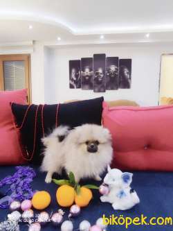 Pomeranian Boo 2