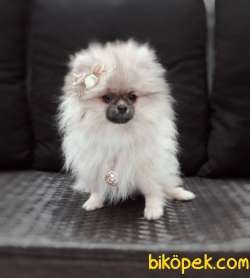 Pomeranian Boo 4