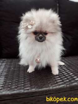 Pomeranian Boo 1