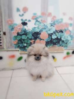 Pomeranian Boo 3
