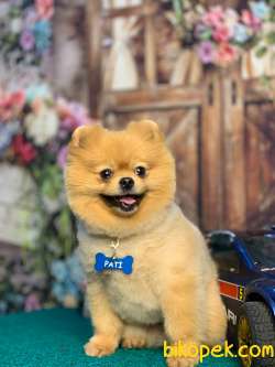 Pomeranian 3