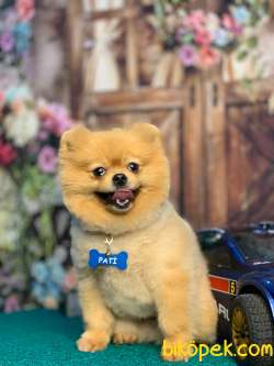 Pomeranian 4