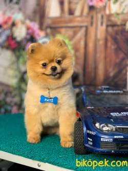 Pomeranian 1
