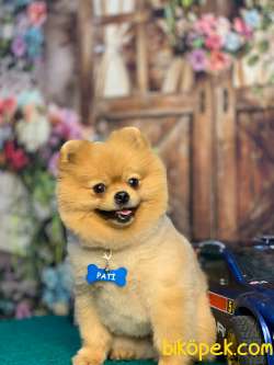 Pomeranian 2