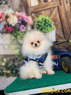 Pomeranian Boo Erkek 2