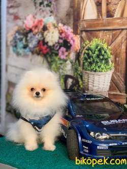 Pomeranian Boo Erkek 4