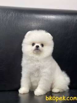 Pomeranian Boo 2