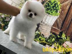 Pomeranian Boo 1