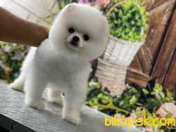 Pomeranian Boo 4