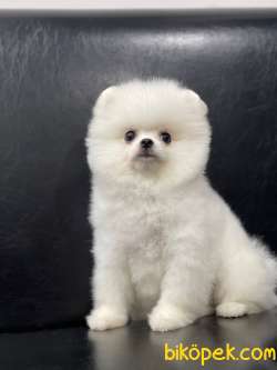 Pomeranian Boo 3