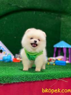 Pomeranian Boo 1 3