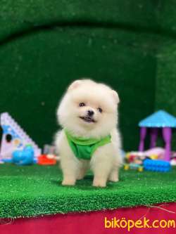 Pomeranian Boo 1 2