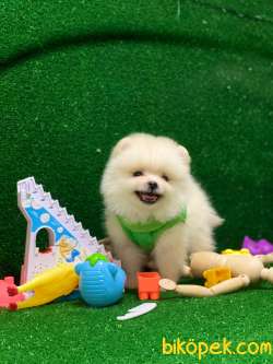 Pomeranian Boo 1 4