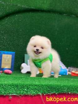 Pomeranian Boo 1 5