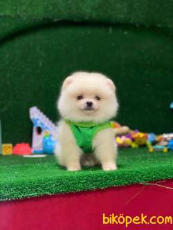 Pomeranian Boo 1 1