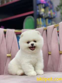 POMERANİAN BOO