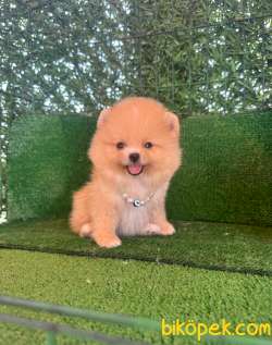 Pomeranian Boo 3