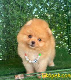 Pomeranian Boo 2