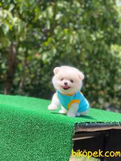 Pomeranian Boo 5 5