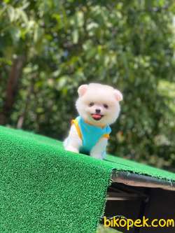 Pomeranian Boo 5 2