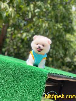 Pomeranian Boo 5