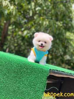 Pomeranian Boo 5 3