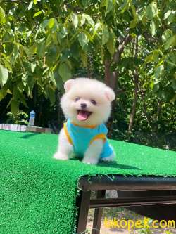 Pomeranian Boo 5 4