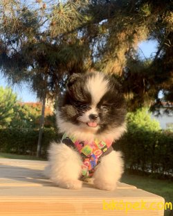 Pomeranian Boo Anne Baba Secereli Yavrularımız 3