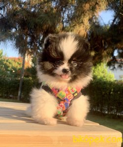 Pomeranian Boo Anne Baba Secereli Yavrularımız 1
