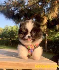 Pomeranian Boo Anne Baba Secereli Yavrularımız 2